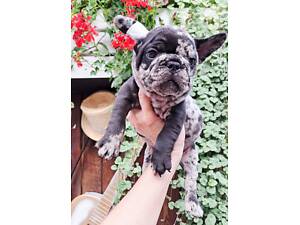 Французький бульдог.