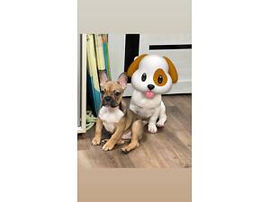 Французький бульдог