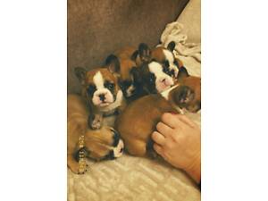 Французький бульдог