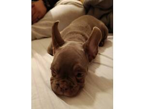 Французький бульдог цуценя