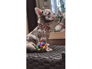 Французский бульдог шикарная малышка