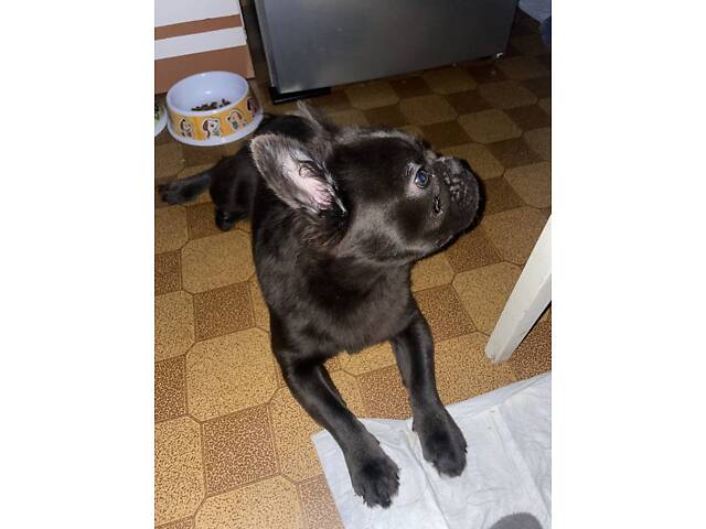 Французький бульдог - Фото 1