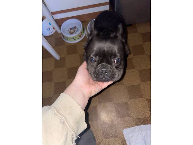 Французький бульдог - Фото 2