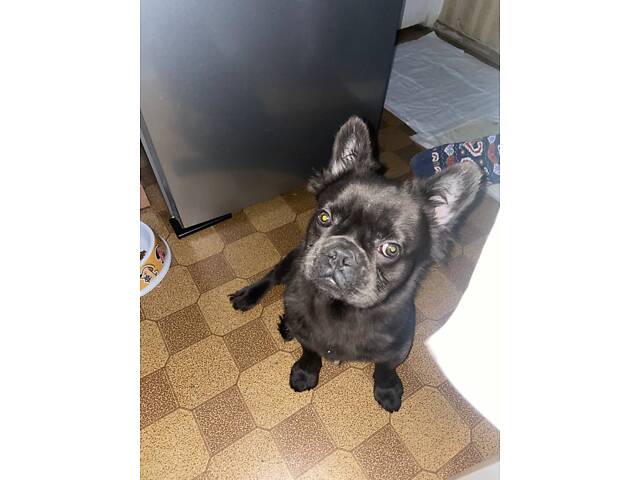 Французький бульдог - Фото 3