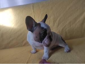 Французы ждут маму и папу.