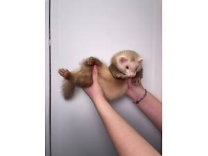 тхори домашні декоративні