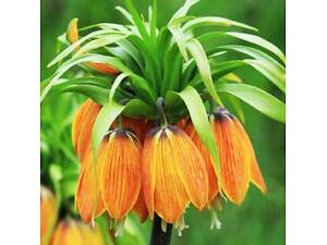 фритилярія цибулини