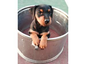 Хорошая девочка породы ягтерьер ищет любящих хозяев.