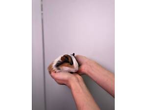 Гарненькі морські свинки для дітей та дорослих