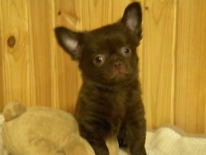 Гарненький хлопчик на ім'я Каспер шоколадного забарвлення