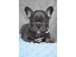 Гарнюнi бульдожки з документами