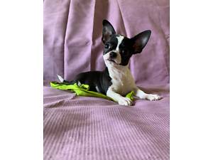 Гарненькі дітки чихуахуа