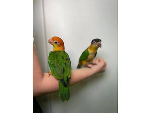 Гарнюні каїки дуже товариські веселі та повністю ручні папужки