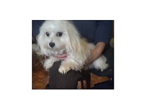 гарний, спокійний хлопчик мальтезе