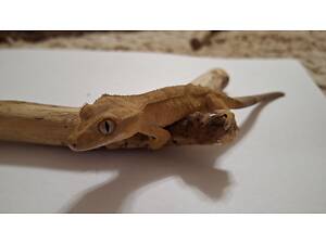 Гекон бананоїд війчастий