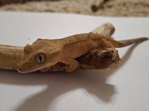 Гекон бананоїд війчастий