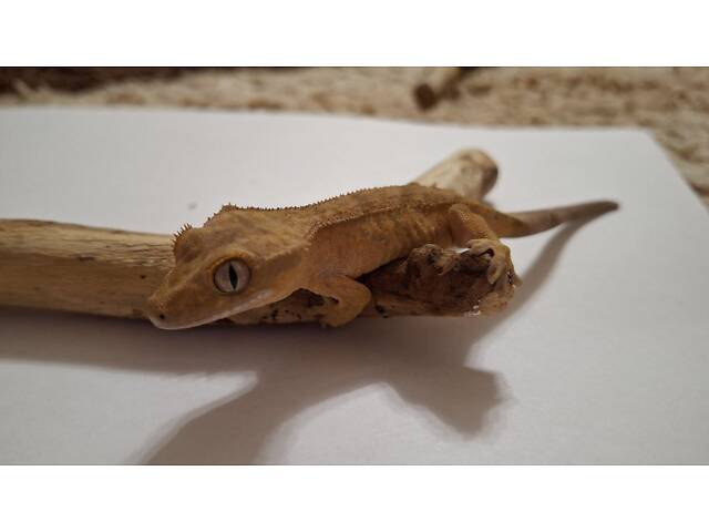 Гекон бананоїд війчастий - Фото 1