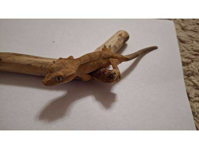 Гекон бананоїд війчастий - Фото 2