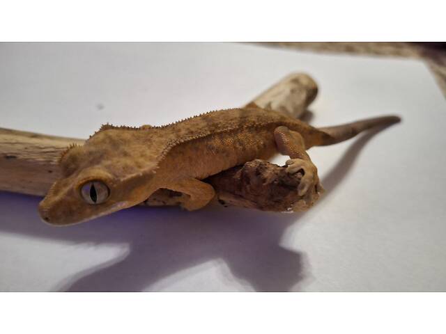 Гекон бананоїд війчастий - Фото 3