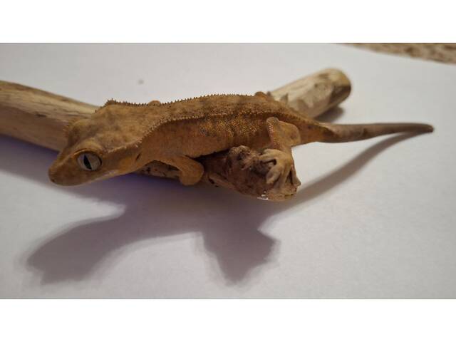 Гекон бананоїд війчастий - Фото 4