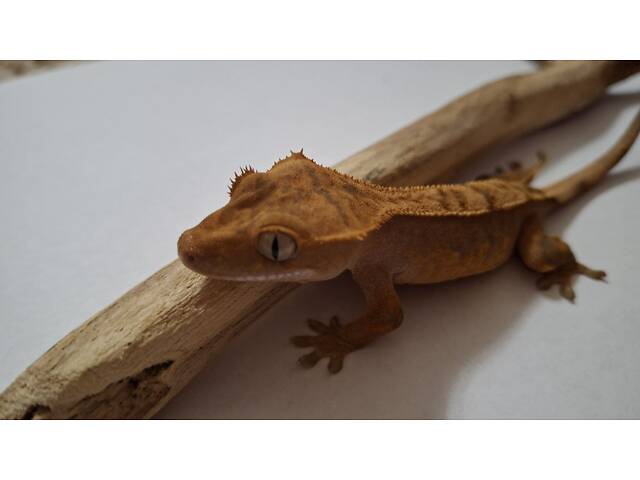 Гекон бананоїд війчастий - Фото 2