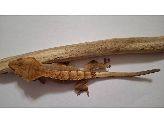 Гекон бананоїд війчастий - Фото 3