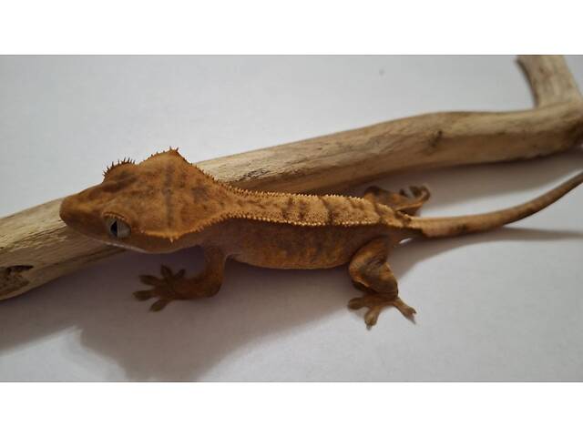 Гекон бананоїд війчастий - Фото 4