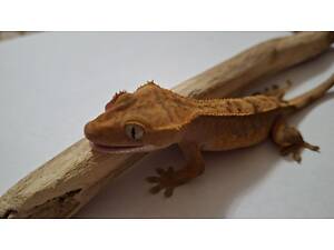 Гекон бананоїд війчастий