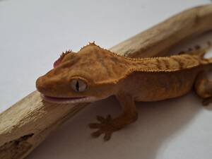 Гекон бананоїд війчастий