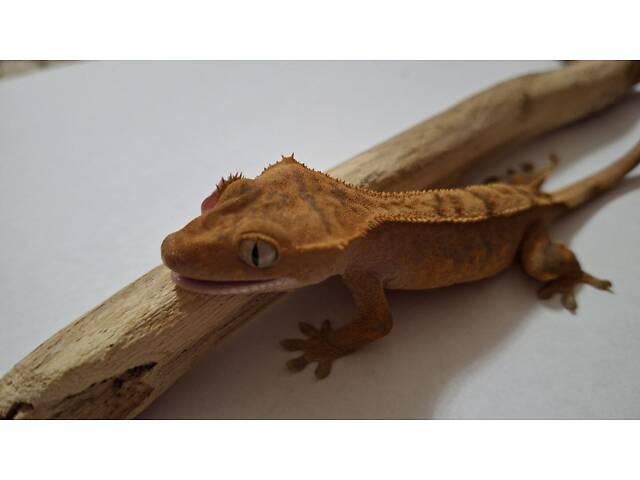 Гекон бананоїд війчастий - Фото 1