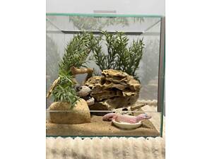 Гекон еублефар ручний