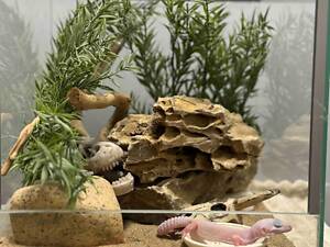 Гекон еублефар ручний