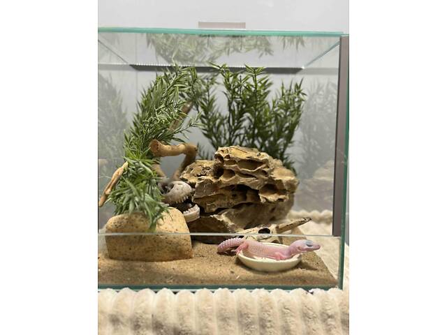 Гекон еублефар ручний - Фото 1