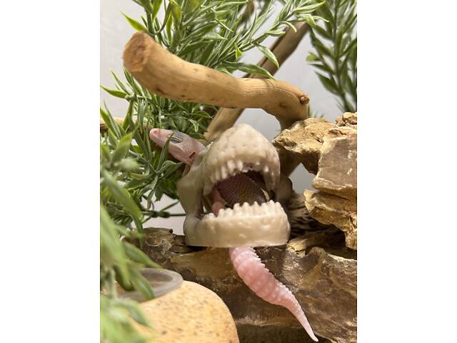 Гекон еублефар ручний - Фото 2