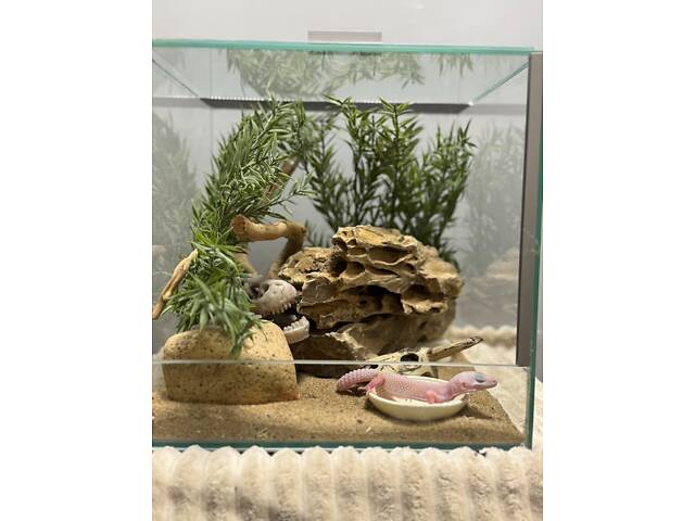 Гекон еублефар ручний - Фото 3