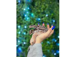 Геметиконікс, африканський гекон