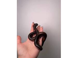 Гігантський ківсяк, многоніжка ківсяк