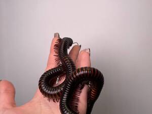 Гігантський ківсяк, багатонижка ківсяк