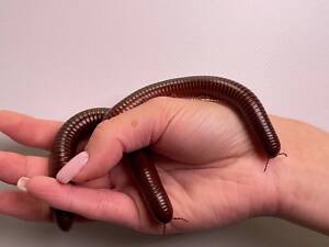 Гігантський ківсяк, незвичайна домашня тварина