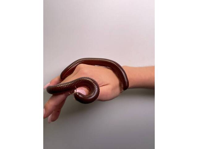 Гігантський ківсяк, незвичайна домашня тварина - Фото 2