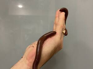 Гігантський ківсяк