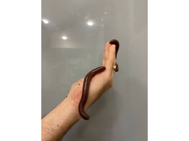 Гігантський ківсяк - Фото 1