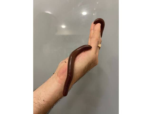 Гігантський ківсяк - Фото 2