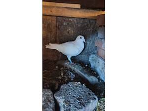 Голуб поштовий білий