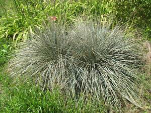 Блакитна трава.Міська рослина.