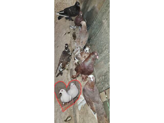 Продам иранскую пару красноголовых чубатых голубей. - Фото 4