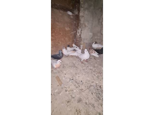 Продам иранскую пару красноголовых чубатых голубей. - Фото 3