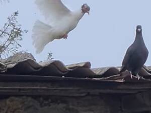 Продам іранську пару червоноголових чубатих голубів.