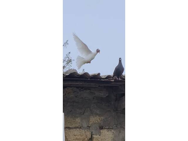 Продам иранскую пару красноголовых чубатых голубей. - Фото 1