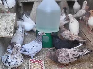 Голуби Бійні бакінці